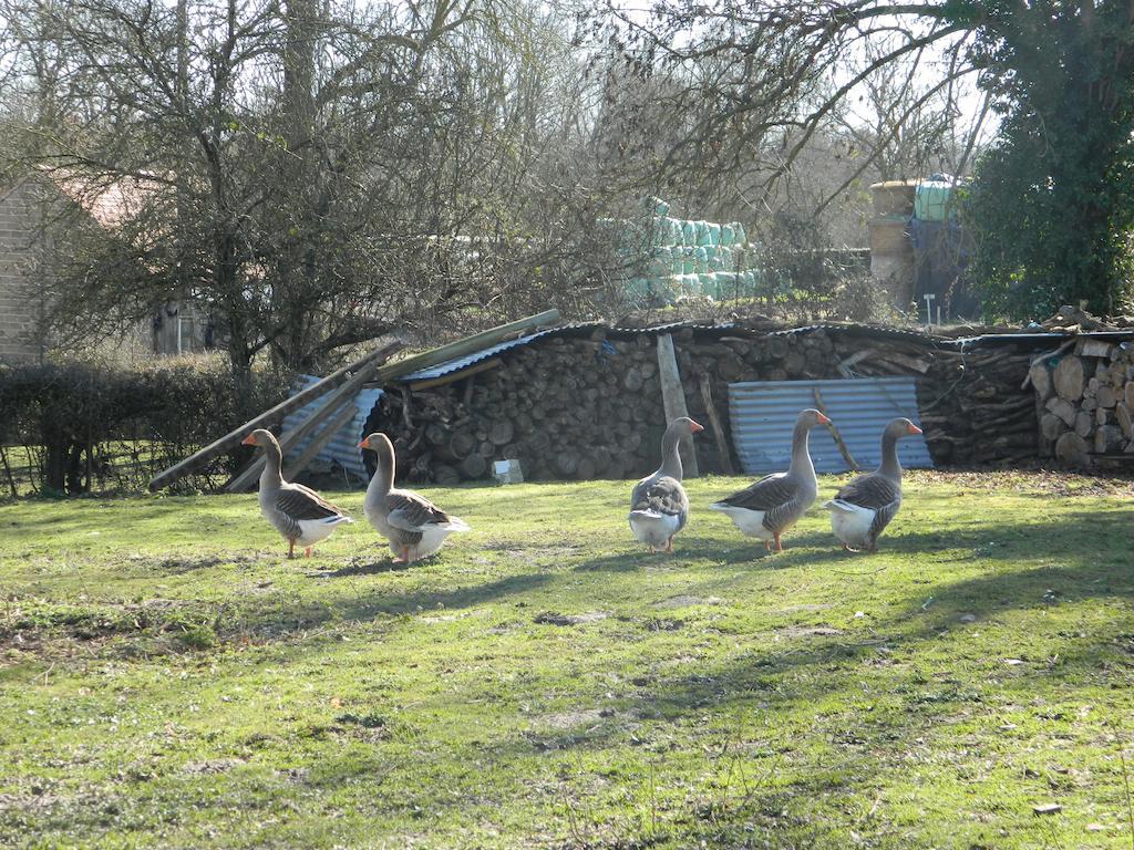 Meubles De Tourisme La Reserve Saint-Pierre-les-Bois エクステリア 写真